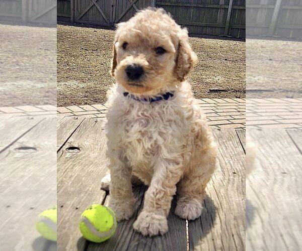 Medium Photo #1 Goldendoodle Puppy For Sale in BOYLE, MS, USA