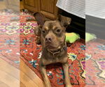 Small #1 American Staffordshire Terrier-French Bulldog Mix