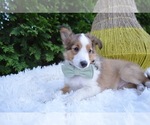 Small Photo #2 Shetland Sheepdog Puppy For Sale in HONEY BROOK, PA, USA