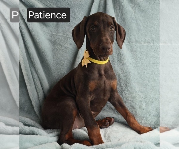Medium Photo #3 Doberman Pinscher Puppy For Sale in POMEROY, OH, USA