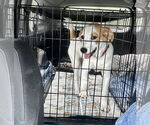 Small #7 Great Pyrenees Mix