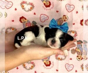 Shih Tzu Puppy for sale in WINNSBORO, LA, USA
