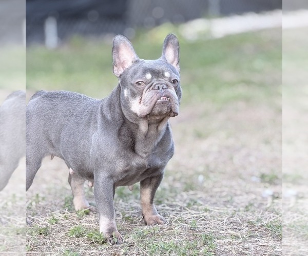 Medium Photo #1 French Bulldog Puppy For Sale in NAPLES, FL, USA