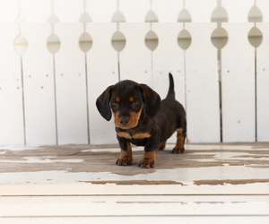 Dachshund Puppy for sale in BREMEN, IN, USA