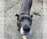Small #1 Great Dane