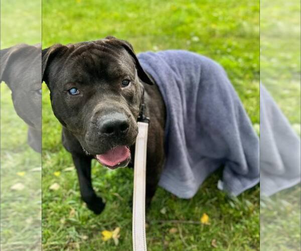 Medium Photo #2 American Pit Bull Terrier-Unknown Mix Puppy For Sale in Millersville, MD, USA