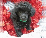 Small Photo #2 Poodle (Miniature) Puppy For Sale in HARTVILLE, MO, USA