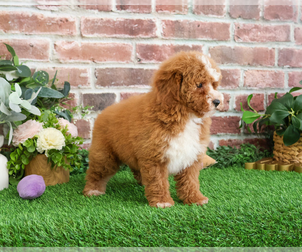 Medium Photo #20 Goldendoodle mix (+ Poodle Miniature) Puppy For Sale in SYRACUSE, IN, USA