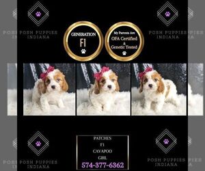 Cavapoo Puppy for sale in WARSAW, IN, USA