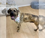 Small #9 Mastiff Mix