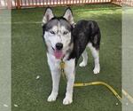 Small Siberian Husky Mix