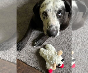 Celeste - Female Catahoula Leopard Dog-Great Dane Mix Dog for Adoption - Photo #3