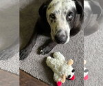 Small #2 Catahoula Leopard Dog-Great Dane Mix