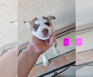 Siberian Husky Puppy for sale in YUMA, AZ, USA