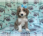 Small #5 Cockapoo