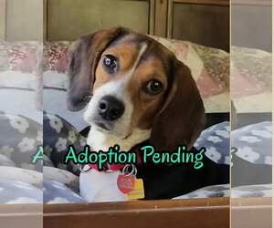 Beagle Dogs for adoption in Dunnellon, FL, USA