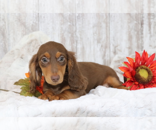 Medium Photo #3 Dachshund Puppy For Sale in SHILOH, OH, USA