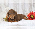 Small #2 Dachshund