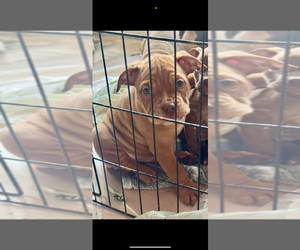American Bully Puppy for sale in Winnipeg, Manitoba, Canada