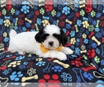 Small #6 Zuchon