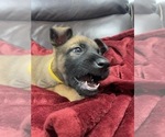 Small Photo #38 Belgian Malinois Puppy For Sale in REESEVILLE, WI, USA