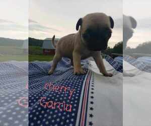 Pug Puppy for sale in LYNDON CENTER, VT, USA