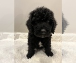Small Photo #8 Labradoodle Puppy For Sale in WOOSTER, OH, USA