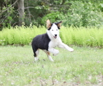 Small #10 Australian Shepherd