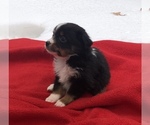 Small Photo #9 Australian Shepherd Puppy For Sale in BLANCHARD, OK, USA