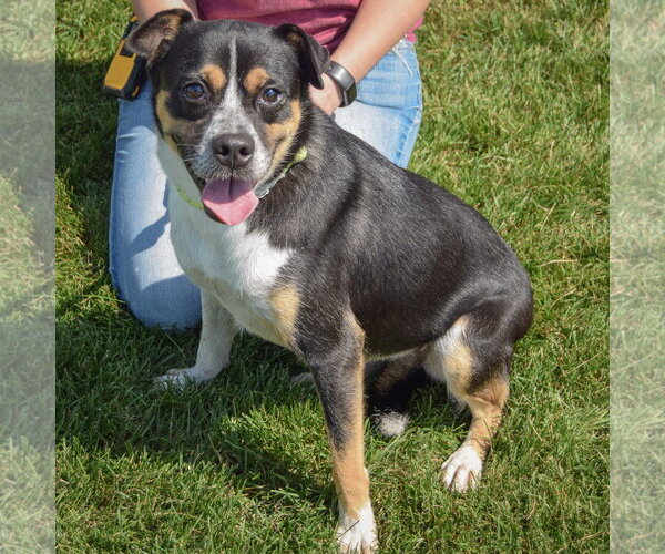 Medium Photo #5 Pug-Unknown Mix Puppy For Sale in Huntley, IL, USA