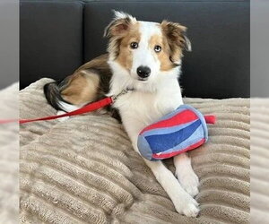 Australian Shepherd-Unknown Mix Dogs for adoption in Dublin, OH, USA
