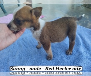 Australian Cattle Dog-Boxer Mix Puppy for sale in CLARKRANGE, TN, USA