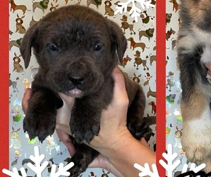 Cane Corso Puppy for sale in TAYLORSVILLE, KY, USA