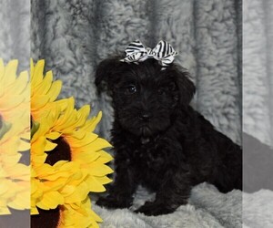 Schnauzer (Miniature) Puppy for sale in BARNESVILLE, KS, USA