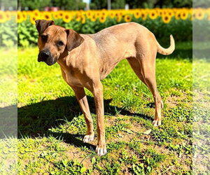 Black Mouth Cur Dogs for adoption in Lexington, SC, USA