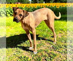 Small Black Mouth Cur