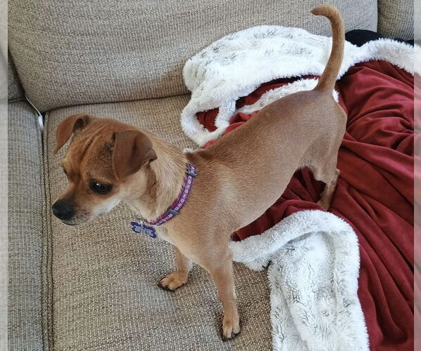 Medium Photo #9 Chihuahua Puppy For Sale in Oak Bluffs, MA, USA