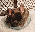 Small Photo #6 French Bulldog Puppy For Sale in SAN DIEGO, CA, USA