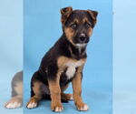 Small #3 Australian Shepherd-German Shepherd Dog Mix