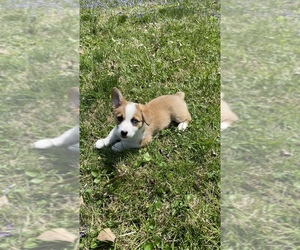 Pembroke Welsh Corgi Puppy for sale in RINEYVILLE, KY, USA