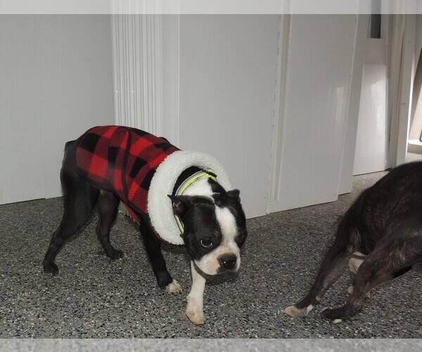 Medium Photo #3 Boston Terrier Puppy For Sale in CARLISLE, KY, USA