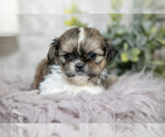 Small #1 Shih Tzu