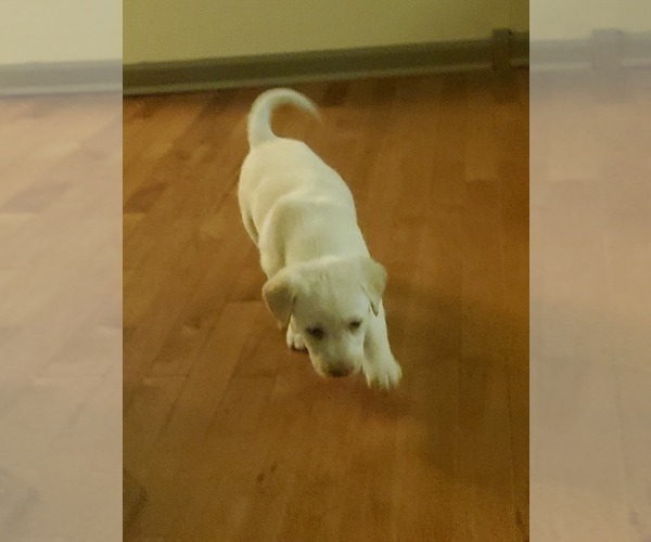 Medium Photo #4 Labrador Retriever Puppy For Sale in RINGGOLD, GA, USA