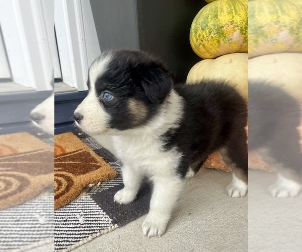 Medium Photo #2 Australian Shepherd Puppy For Sale in LODA, IL, USA