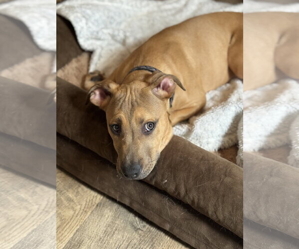 Medium Photo #6 Mutt Puppy For Sale in Holly Springs, NC, USA