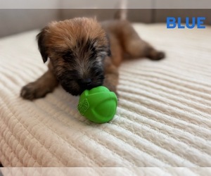 Soft Coated Wheaten Terrier Puppy for sale in BOLINGBROOK, IL, USA