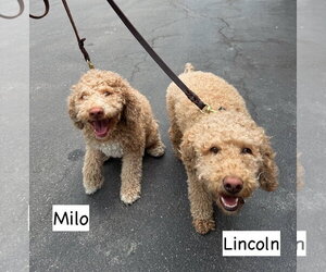 Goldendoodle (Miniature) Dogs for adoption in Gilberts, IL, USA