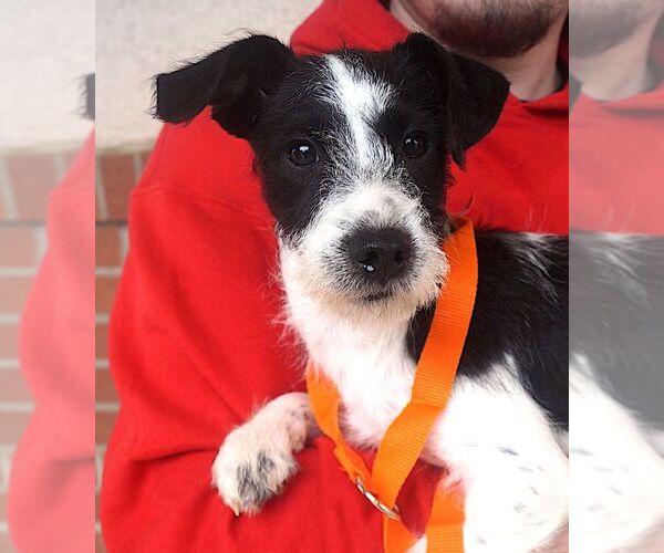 Medium Photo #3 Mutt Puppy For Sale in Carrollton, TX, USA