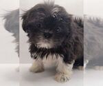 Small Photo #4 Shih Tzu Puppy For Sale in BRANDON, FL, USA
