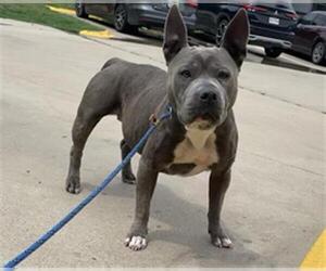 Staffordshire Bull Terrier Dogs for adoption in Waco, TX, USA